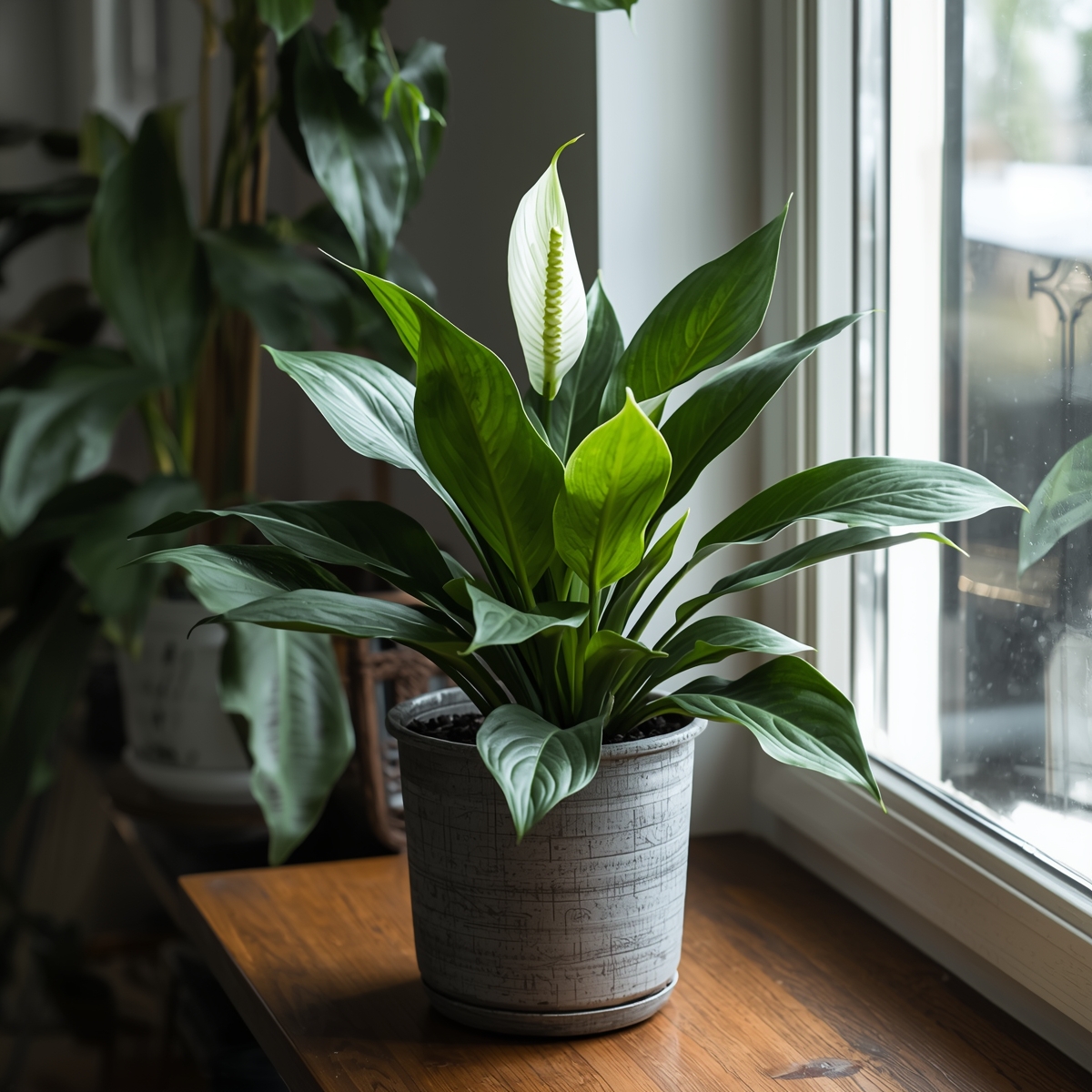 Rubber tree