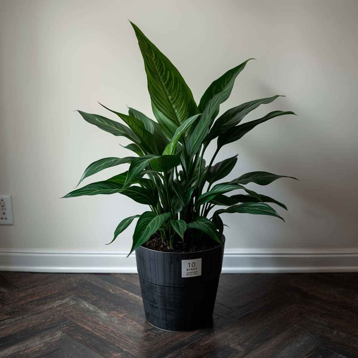 Dracaena