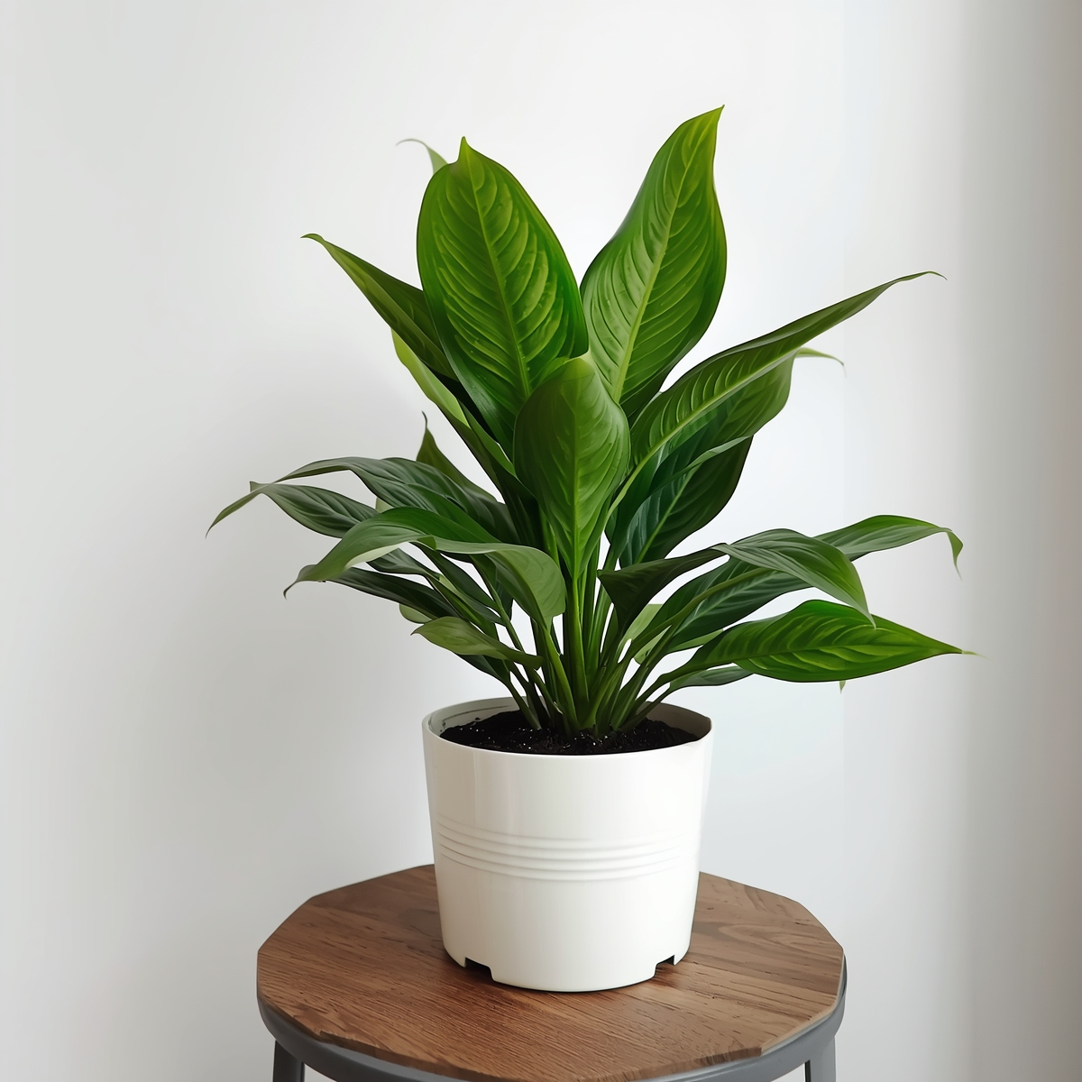 Fiddle leaf fig