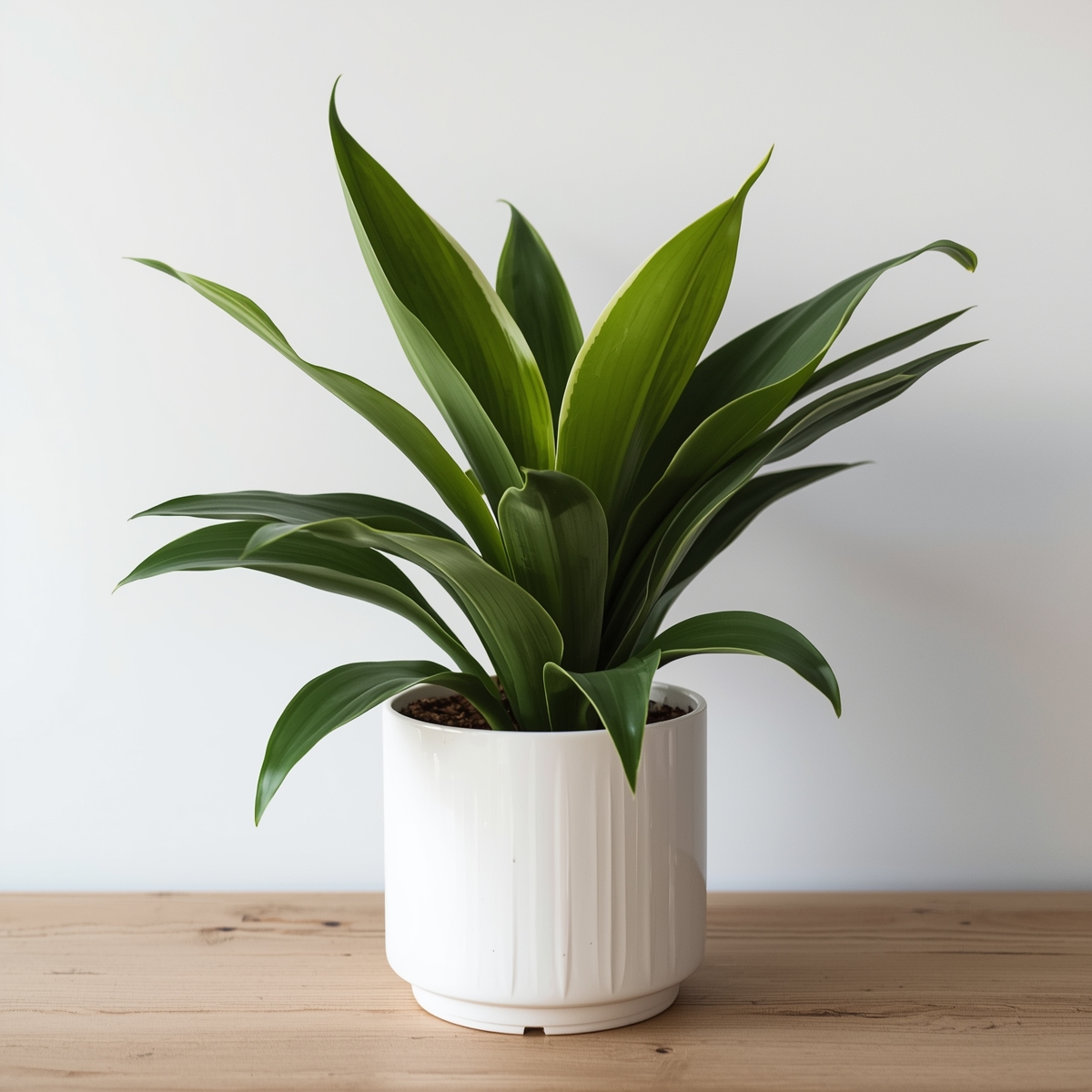 Areca palm
